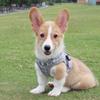 Dog Harness Pet Leash Anti-Escape Dog Vest Harness Pet Clothes Outdoor Activity Training Harness Vest for Medium Dog