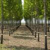 Adhesive Kraft Paper,    Fruit Tree Wrap Protector Tape Slipery Barrier for Outdoor Garden Climbing Lawn Plant