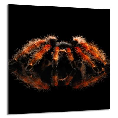 PANEL SZKLANY DO KUCHNI 60x65 Pająk