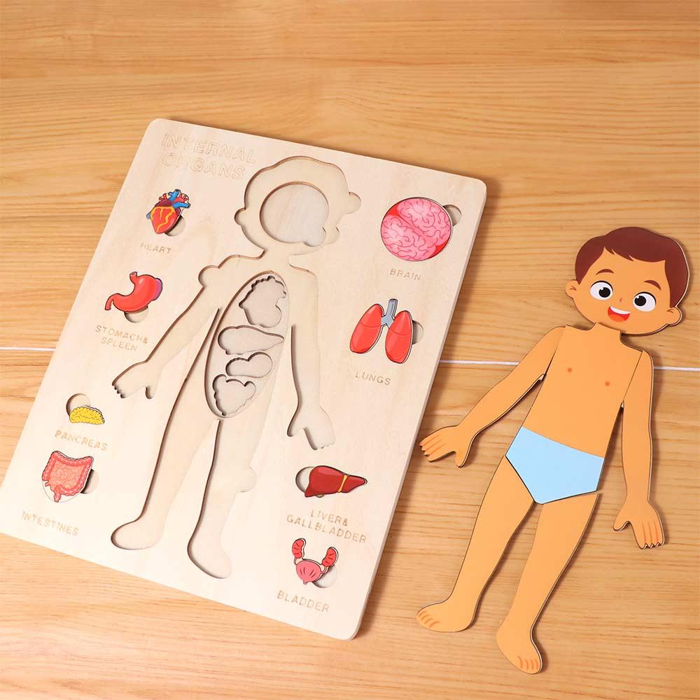 Boys Girls Wooden Human Body Puzzle Multi-Layer Educational Anatomy Jigsaw  Preschool Game