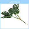 Plant Deliciosa Monstera Liebm Leaves Wall Greenery Enhancement Decor