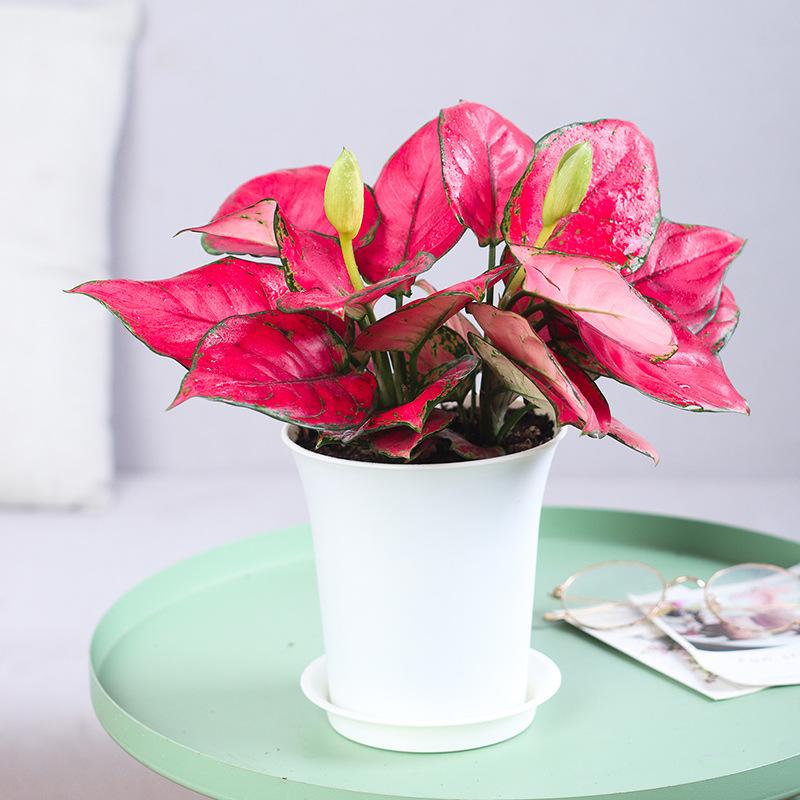 

Gardening Small Flower Pots One Size