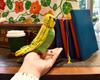 BH3653 HANSA Green Budgerigar 21