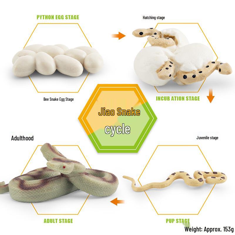 Animal Growth Cycle Models: Chicken, Duck, Goose, Butterfly, Turtle, Frog Montessori Teaching Figurines