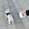Portable Design Retractable Dog Leash Anti-Escape Mechanism Dogs Auto Retractable Belt  Training