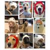 Cute Knitted Dog Hat, Winter Dog Balaclava With Pretty Ears, Knitted Dogs Winter Dog Head Dog Pet Supplies