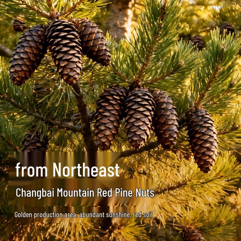 Northeast Red Pine Pine Nuts A+ Grade