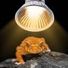 Heating Lamp UVA 25/50/70W 220V Reptile Pet Box Tortoise Lizard Lighting Keep Warm Cage Decoration Amphibians Raise Tools 1/3Pcs
