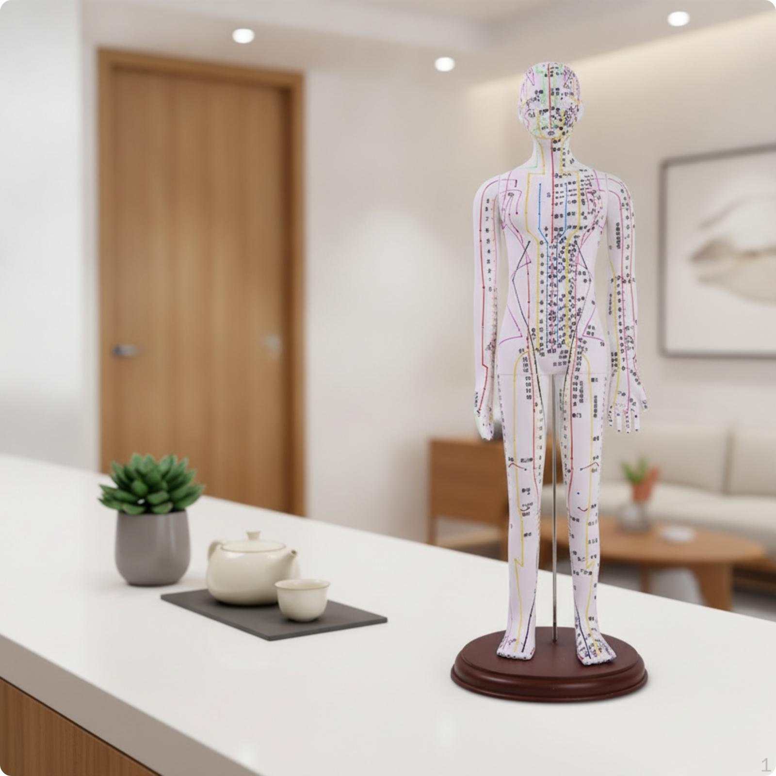 Human Acupuncture Model with Booklet Clear