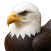 Yousheng Wildlife Duck Figurine Resin Eagle Duck Ornament Wildlife Series Duck Statue Tabletop Buffalo Duck Sculpture Gift for Nature Lovers