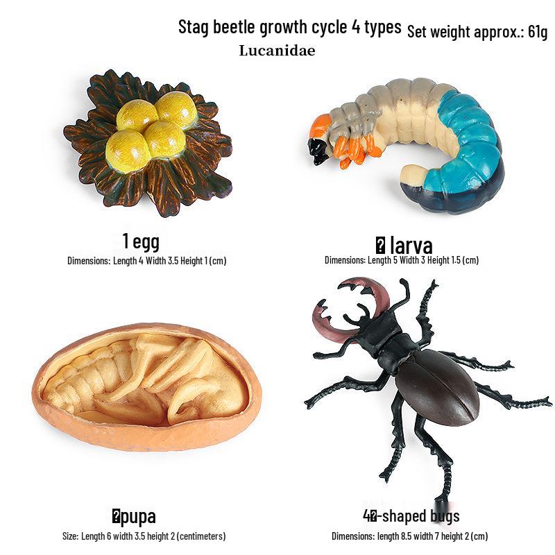 Montessori Cognitive Models: Sea Turtle, Hen, Frog, Snail, Butterfly, Bee Growth Cycle Toys