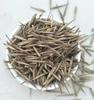 50 SEEDS of Bamboo PHYLLOSTACHYS PUBESCENS-FRESH SEEDS