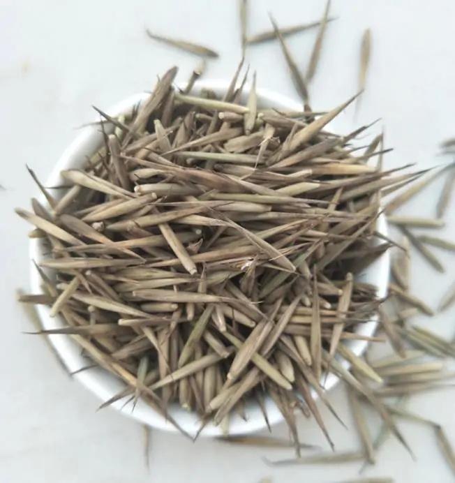 50 SEEDS of Bamboo PHYLLOSTACHYS PUBESCENS-FRESH SEEDS