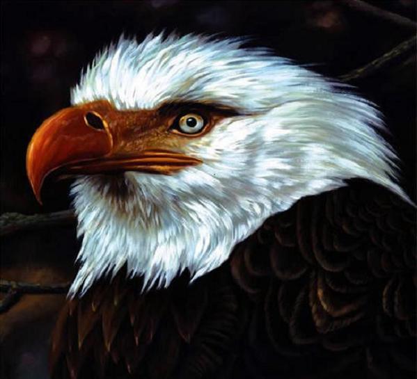 

CD MOGWAI - The Hawk Is Howling WOS040CD,949204 Wall Of Sound 2008 Europe Rock Used