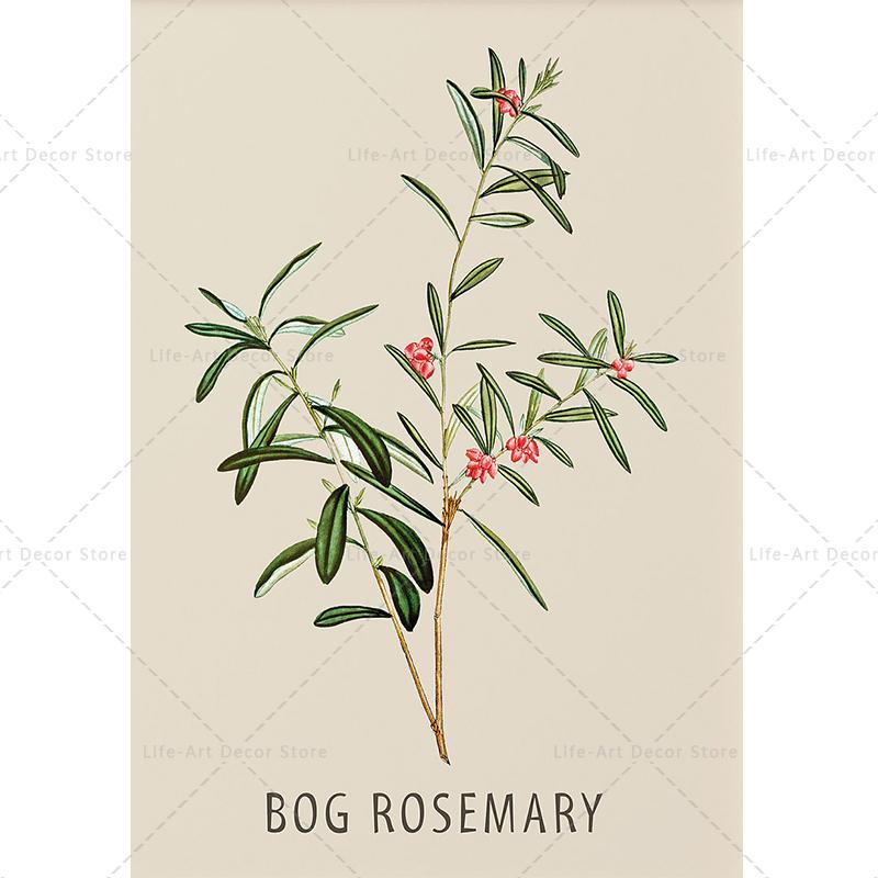 Roślina, kwiat, badania, plakat retro, druk botaniczny, plakaty ziołowe, obraz vintage na płótnie, obraz na ścianę do salonu,