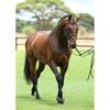 Diy Horse 5D Diamond Painting Full Round Drill Cross Stitch Rhinestone Animal Scenic Diamond Embroidery Mosaic Home Decor