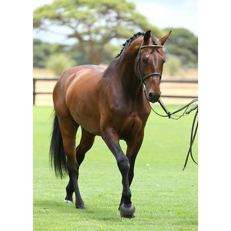 Diy Horse 5D Diamond Painting Full Round Drill Cross Stitch Rhinestone Animal Scenic Diamond Embroidery Mosaic Home Decor