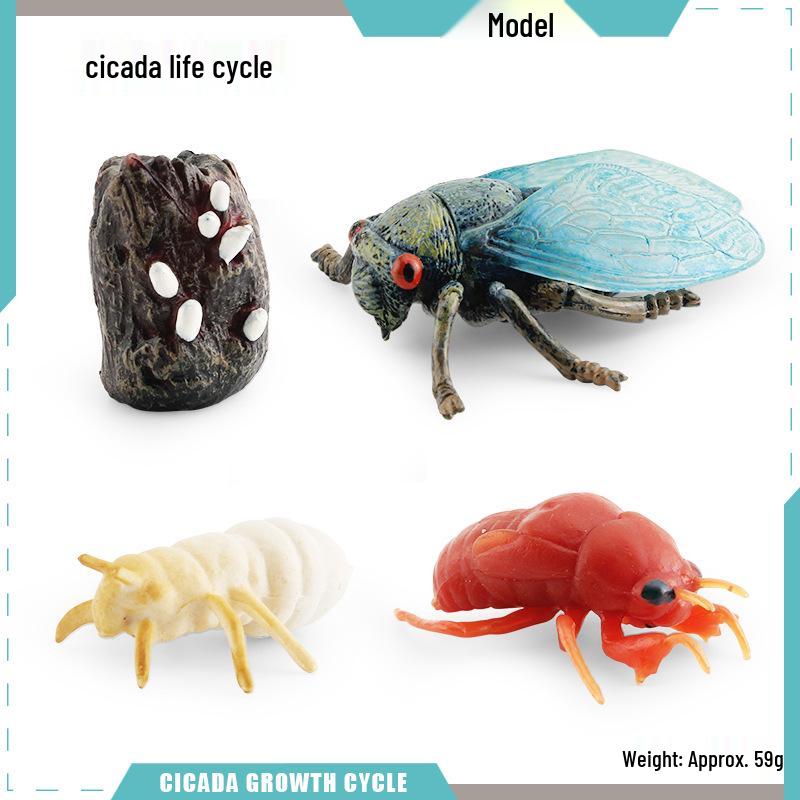 Animal Growth Cycle Models: Chicken, Duck, Goose, Butterfly, Turtle, Frog Montessori Teaching Figurines