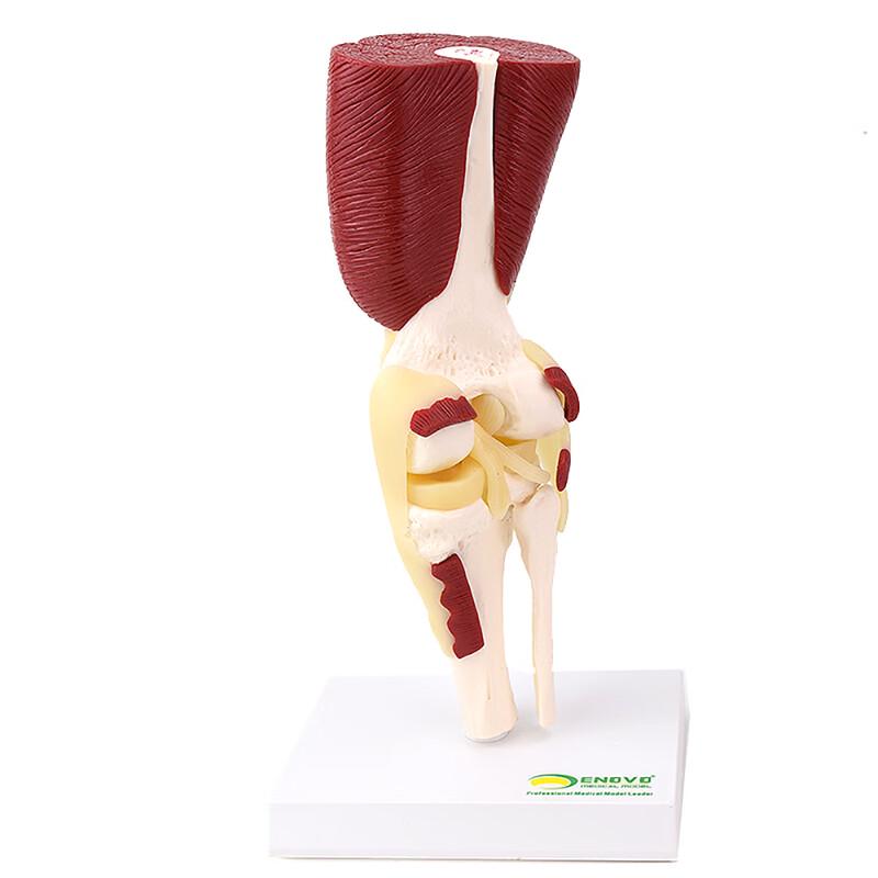 ENOVO Human Functional Knee Joint Model