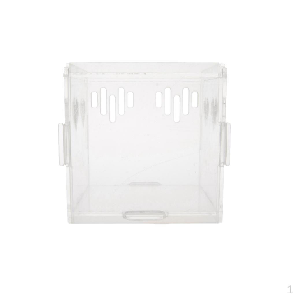 

Акриловый коробчатый гусеничный паук, кормящий скорпиона