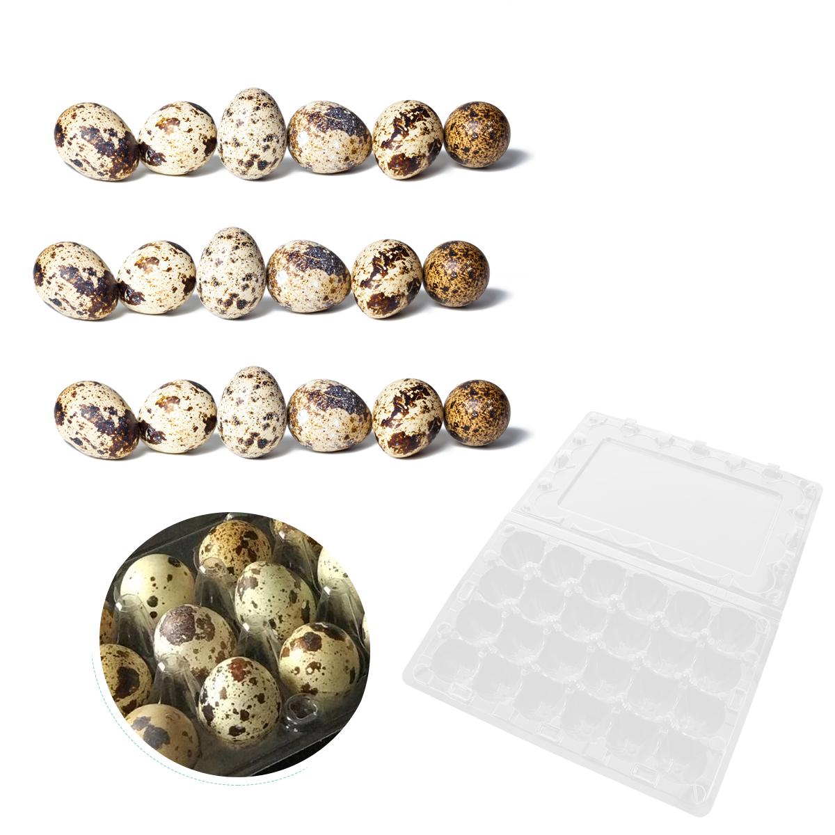 12 Pcs 24 Grids Plastic Egg Box Quail Egg Storage Carrier Packaging Box
