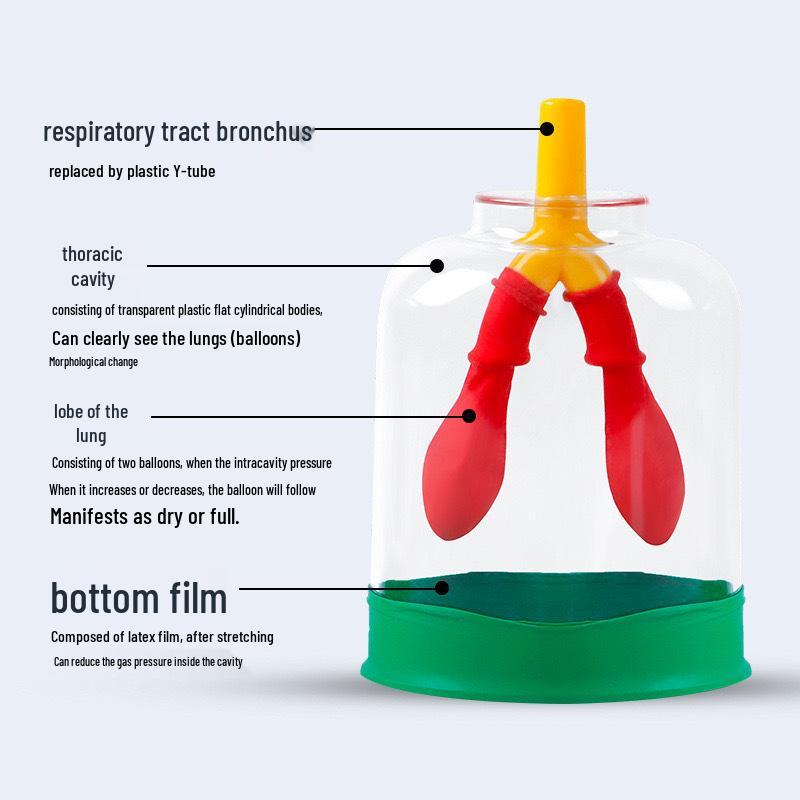 Junior High Physics Lung Breathing Simulator: Diaphragm Movement Model for Gas Exchange Teaching Aid.