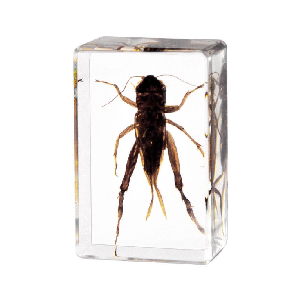 Okazy Owadów: Prawdziwy Pająk, Skorpion, Osa Błotna w Przezroczystej Żywicy do Nauczania i Dekoracji