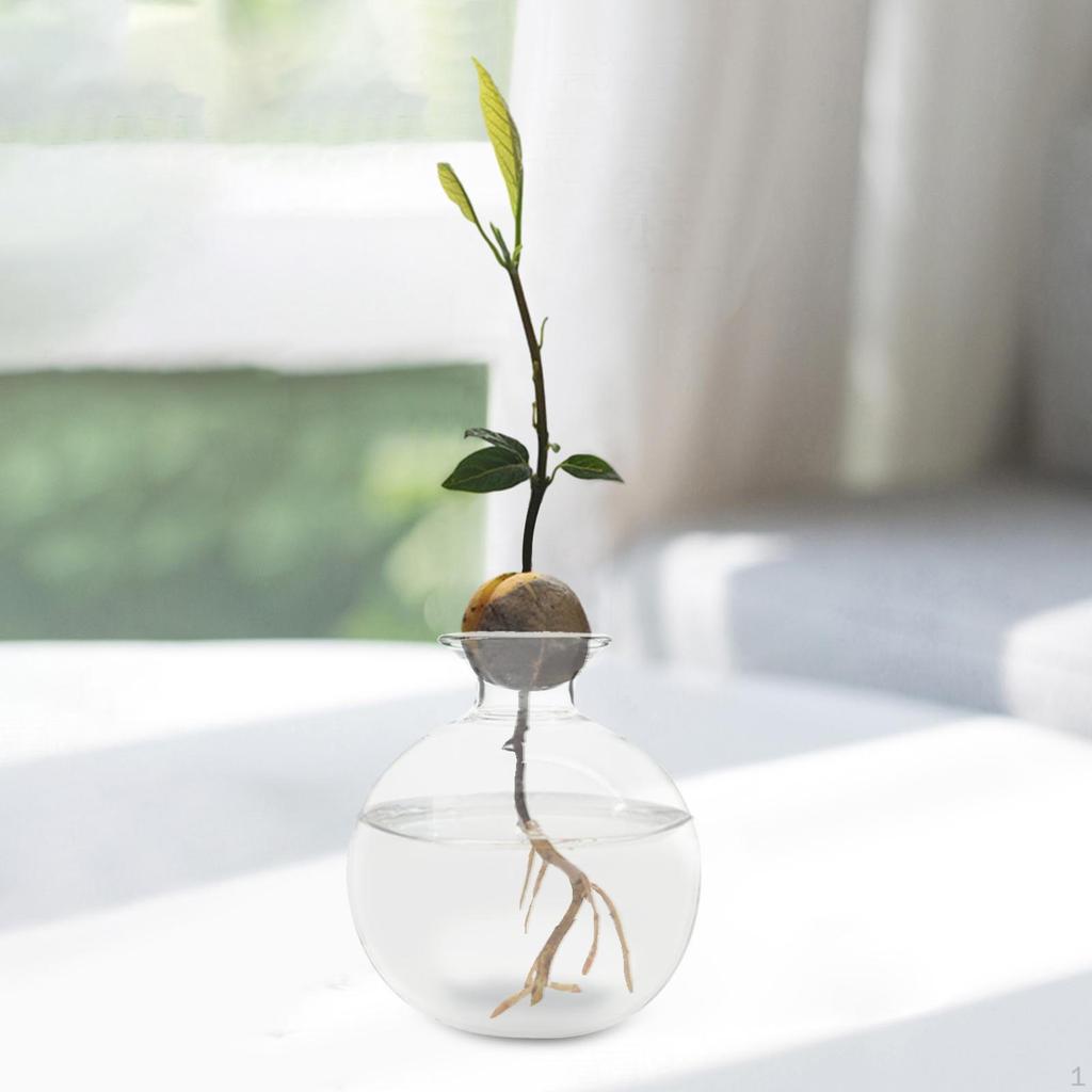 Avocado-Samen-Sprossen-Starter-Vase, hydroponisches klares Pflanzen-Terrarium für den Garten