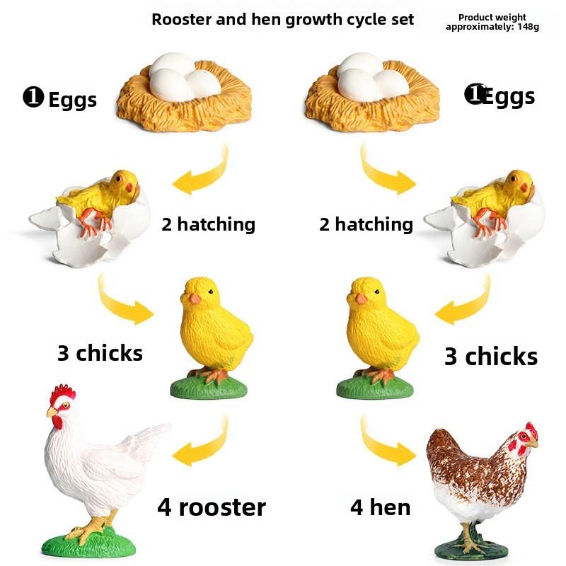 

Набор моделей стадий роста морской бабочки для классных научных занятий RoosterHen