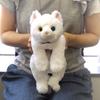 Sun Lemon Lap Cat Plush Toy Small White Odd Eyes