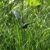 Outdoor Mosquito Repellent Simulation Stick Dragonfly Rope Dragonfly Repellent Artifact Dragonfly Stakes Yard Plant Lawn Decor