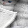 Cute Cat Print Flannel Blanket Love Cat Family Blanket Throw Home Sofa Lunch Break Blankets Children Student Blankets Nap Gifts
