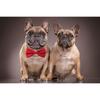 Amajiji Formal Dog Bow Ties for Medium & Large Dogs (D114 100% Polyester) (Dark Red)