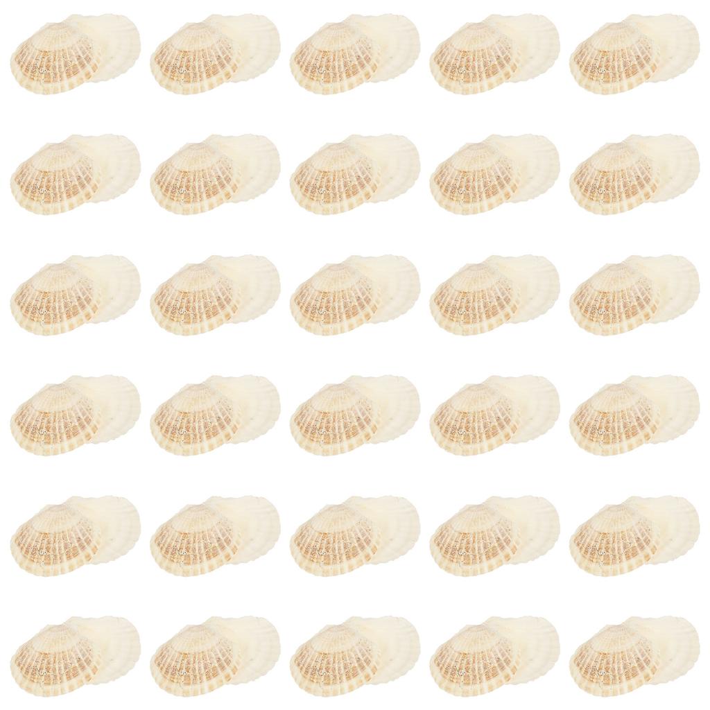 60Pcs Scallop Shell Crafts 6-8/10-12cm Natural Scallop Shells for DIY Painting Aquarium Filler Beach Theme Wedding Decoration
