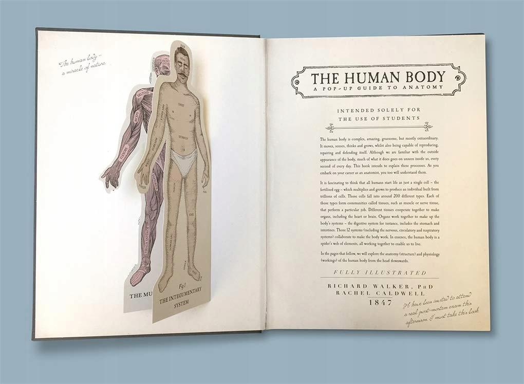 Der menschliche Körper: ein Pop-up-Leitfaden für Anatomy Walker