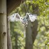 2D Flat Fake Bird Scare Device Acrylic Bird Repeller Bird Repel Owl Scarecrow Garden Decoration