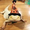 Lizard Leash Harness Set Halloween Costume Hat for Gecko Leopard Hamster Ferret