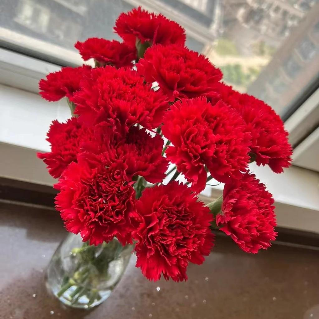 Carnation Fresh Cut Flowers for Teacher's Day, Women's Day, Family Arrangements, and Goddess Day Gifts.