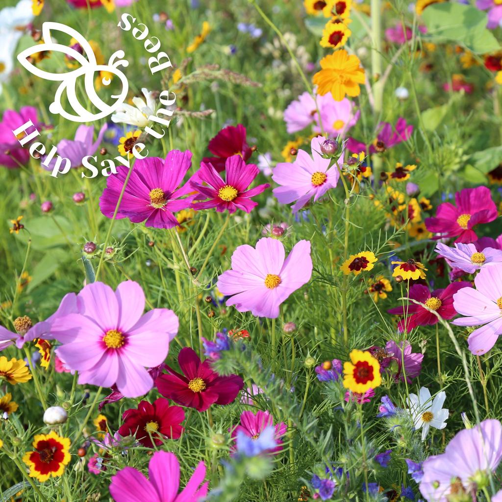Help Save the Bees Seeds Set / 20 Set Nectar-rich Plants / Bee-friendly Set / Flowers / Pollen / 100g