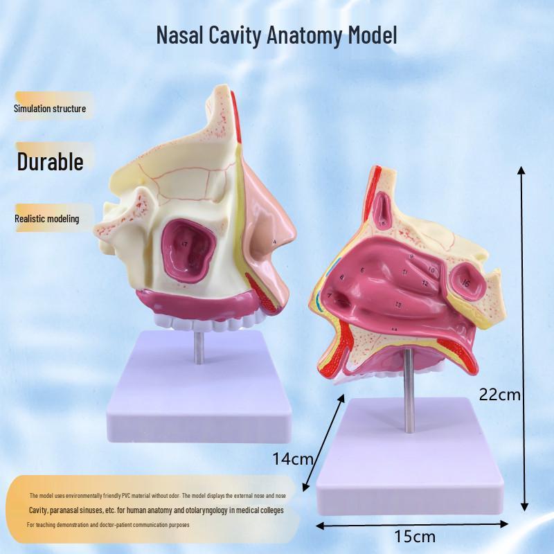 Human Nasal Cavity & ENT Anatomy Teaching Model