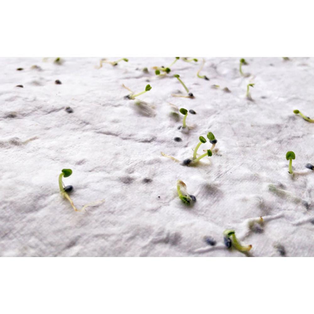 MidOcean Asido Wildflower Seed Paper