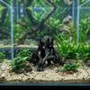 Tree Trunk Aquarium Fish Shelter Plastic Driftwood Landscape Tree Root Caves  Terrarium Decor