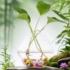 Wall Vases For Plants Indoor Transparent Design Hexagon-Vase Planters For Home/Office
