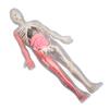 Human Body Model with Removable Organs Bones Glow In The Dark Anatomy Figure Science Kit for Kids