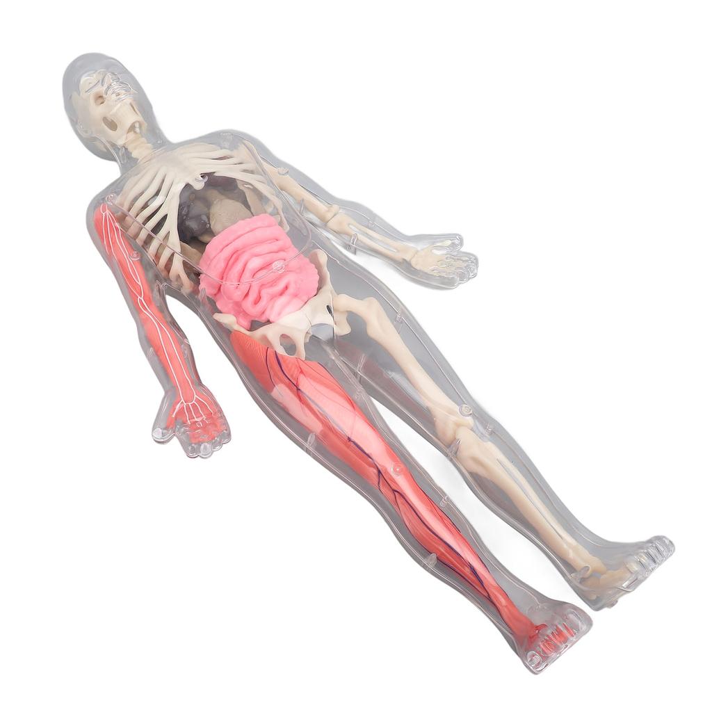 Human Body Model with Removable Organs Bones Glow In The Dark Anatomy Figure Science Kit for Kids
