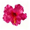 Floare Artificială Floare de Hibiscus Agrafă de Păr Nu Rănește Părul Stil Bohemia Accesorii de Păr Fotografie Plajă Călătorie Agrafă Laterală pentru Nuntă