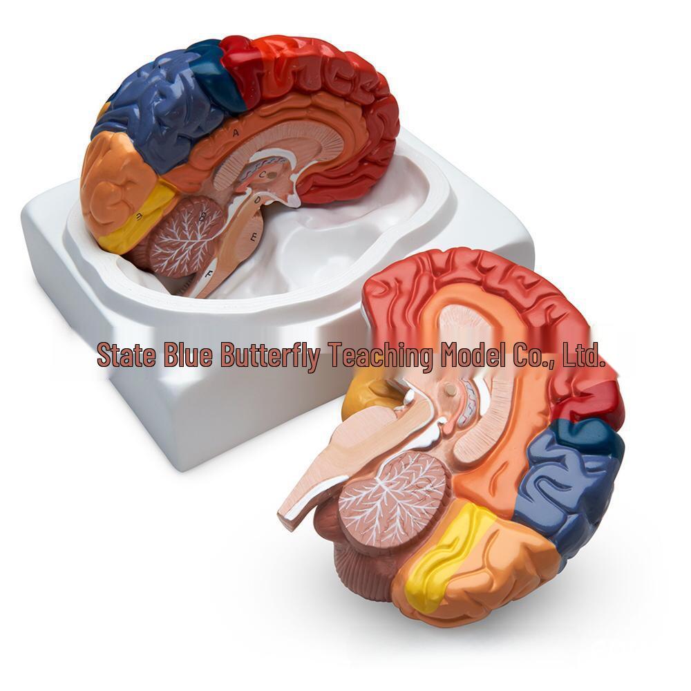 

Cerebral Cortex Functional Area Teaching Aid Brain Model
