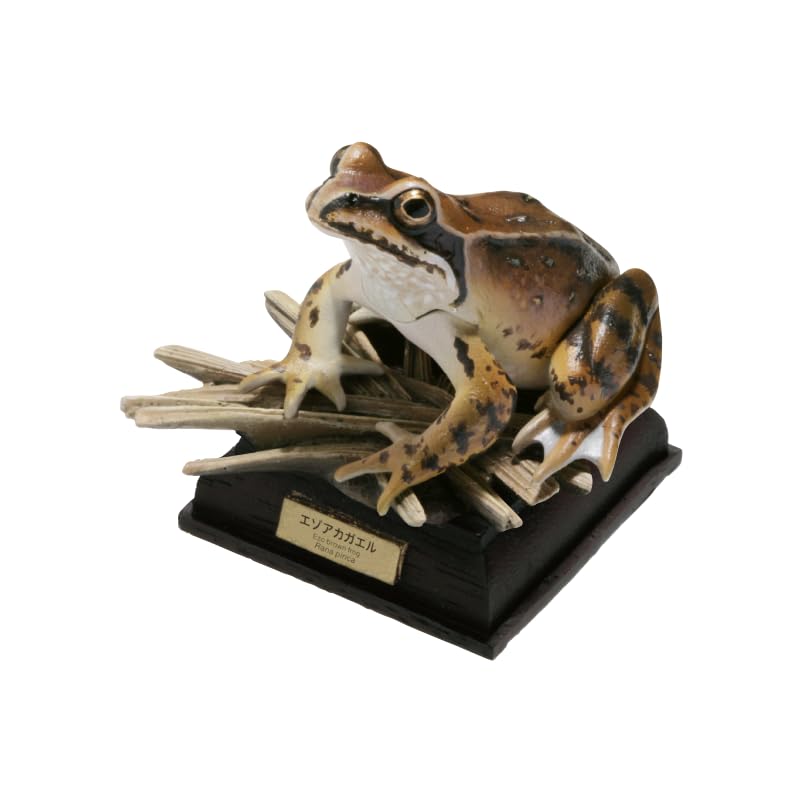 Природа Техниколор Японские лягушки Специальное издание Красная лягушка Эзо Гачагача Капсульная игрушка