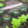 10/15/20Pcs Garden Cloches Planter Slug Collars Weather-Resistant Reusable Snail Defense Plant Cover Protectors
