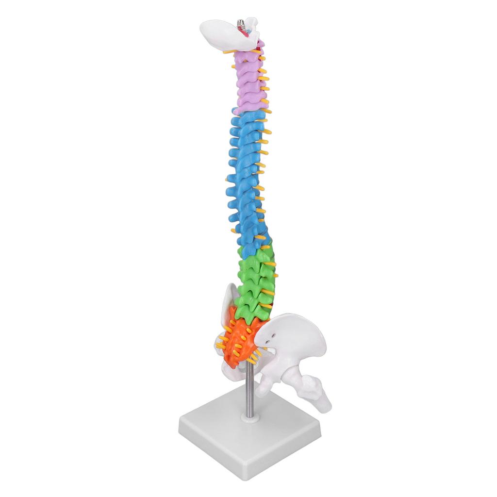 Spine Model PVC 45cm Colour Coded Miniature with Thigh Bone Set Kit for Learning Teaching